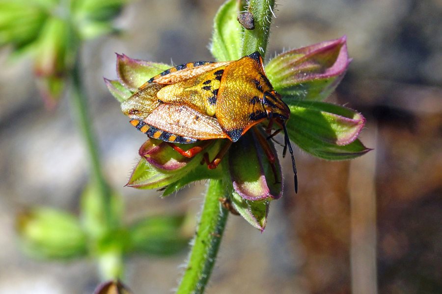 Pentatomidae:  Carpocoris mediterraneus mediterraneus